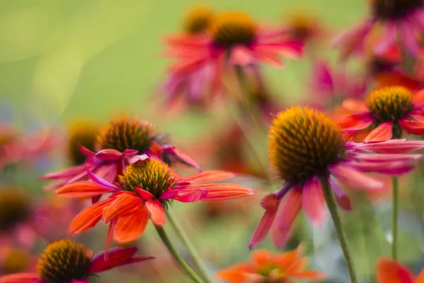 Ekinezya Bahçedeki Koni Çiçekleri Yumuşak Odak — Stok fotoğraf