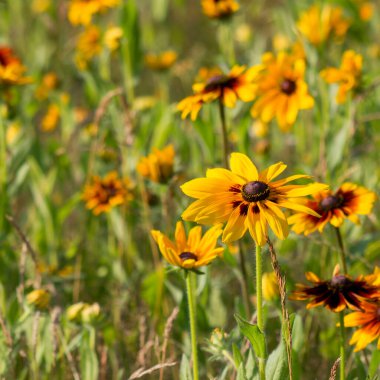 Rudbeckia Çiçek Bahçe