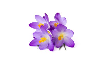 Crocus - beyaz üzerine ilk bahar çiçeklerinden biri.