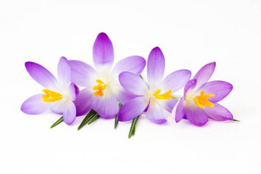 Crocus - beyaz üzerine ilk bahar çiçeklerinden biri.