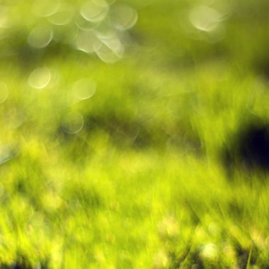 Soyut doğa arka planı - taze yeşil çimen. Yumuşak Odaklanma.