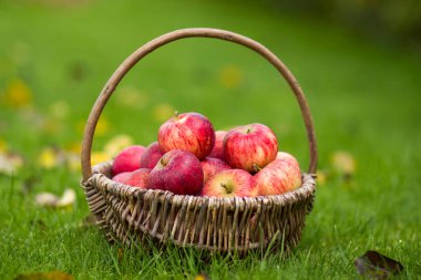 Bahçedeki bir sepette taze elmalar