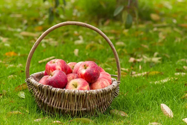 Fresh Apples Basket Garden — Stock Photo, Image