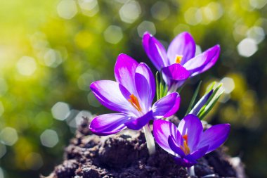 Crocus - ilkbahar çiçeklerinden biri.