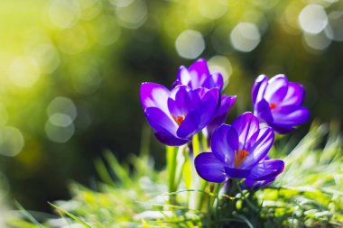Crocus - ilkbahar çiçeklerinden biri.