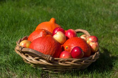 kabaklar ve elmalar çimlerin üzerinde bir sepetin içinde