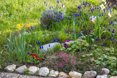 Bahçede bahar çiçekleri - narsis, laleler, sümbül çiçekleri