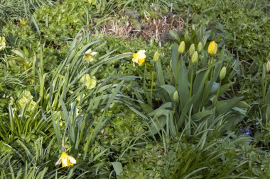 Bahçedeki bahar çiçekleri - narsis ve laleler