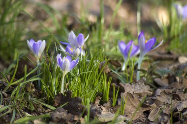 crocus flowers in the garden -  spring flowers - soft focus