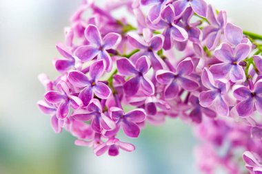 Çiçek açan leylak çiçekleri. Makro fotoğraf.