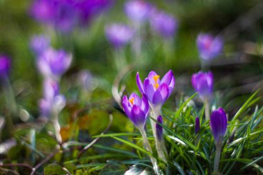 Crocus, bahçedeki ilk ilkbahar çiçeklerinden biri.