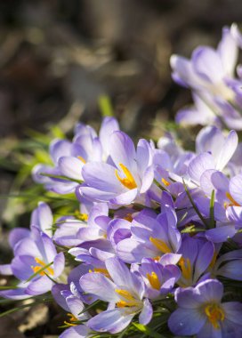 Crocus, bahçedeki ilk ilkbahar çiçeklerinden biri.