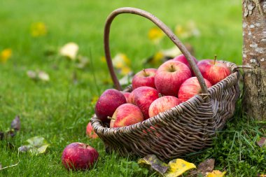 Bahçedeki bir sepette taze elmalar