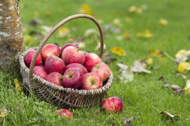 Bahçedeki bir sepette taze elmalar