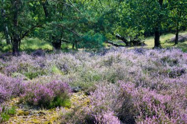 Hollanda 'daki Maasduinen Ulusal Parkı' nda Heathland
