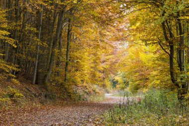 Willingen, Almanya 'da sonbahar mevsimi