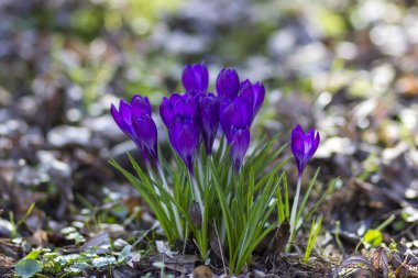 Bahçedeki kır çiçekleri - ilkbahar çiçekleri