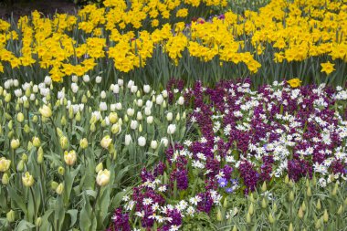 Hollanda, Keukenhof 'ta bahar çiçekleri