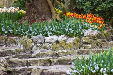 Hollanda, Keukenhof 'ta bahar çiçekleri