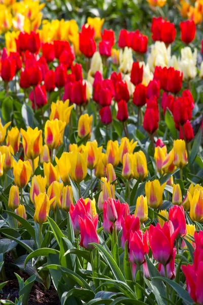 Hollanda, Keukenhof 'da lale çiçekleri