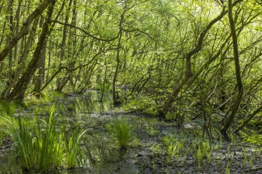 Eski Ren - Alman kırsal bölgesi, Aşağı Ren Bölgesi, Almanya