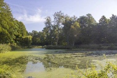 Ormanda bir göl - Polonya 'da güneşli bir yaz günü