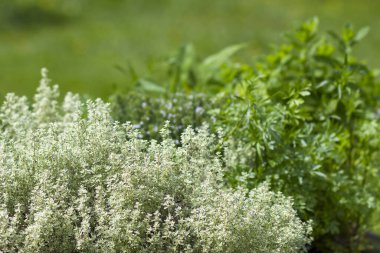 Bahçedeki bitkiler - yakın