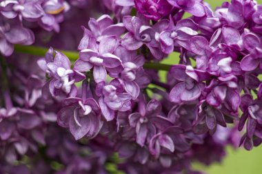 Çiçek açan leylak çiçekleri. Makro fotoğraf.