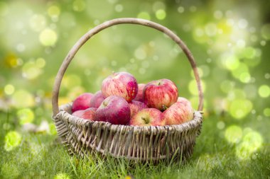 Bahçedeki bir sepette taze elmalar