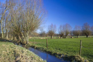 Salix caprea - söğüt ağacı. Almanya 'nın çayırlarında birkaç söğütle birlikte kış manzarası büyür.