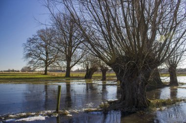 Salix caprea - söğüt ağacı. Almanya 'nın çayırlarında birkaç söğütle birlikte kış manzarası büyür.