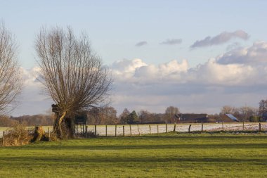 Salix caprea - söğüt ağacı. Almanya 'nın çayırlarında birkaç söğütle birlikte kış manzarası büyür.