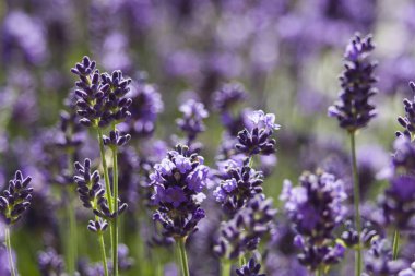 Bahçedeki lavanta çiçekleri - yumuşak odak