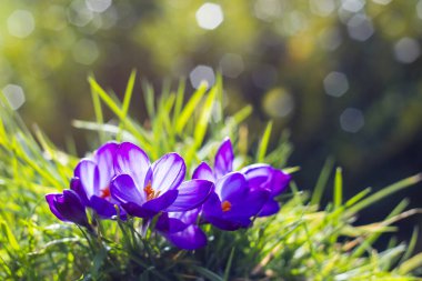 Crocus - ilkbahar çiçeklerinden biri.