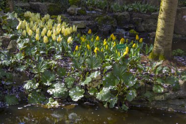 Hollanda 'daki Keukenhof laleleri