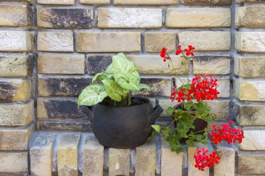 kırmızı sardunya ve yeşil bitki tuğla bir duvarda kil çömlekte