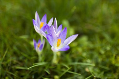 crocus flowers in the garden -  spring flowers - soft focus