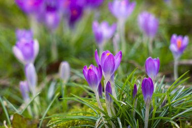 crocus flowers in the garden -  spring flowers - soft focus