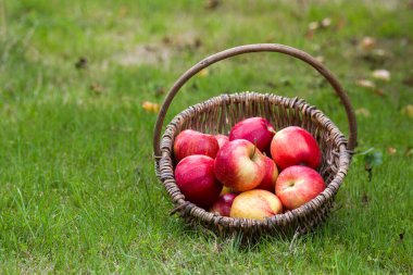 Bahçedeki sepetteki taze elmalar