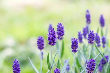 Bahçedeki lavanta çiçekleri - yumuşak odak