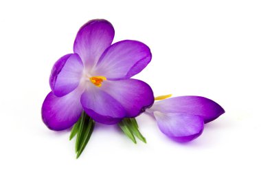 Crocus çiçekleri - beyaz arkaplanda ilkbahar çiçeklerinden biri