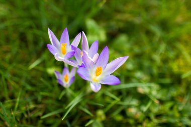 crocus flowers in the garden -  spring flowers - soft focus