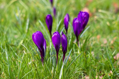 crocus flowers in the garden -  spring flowers - soft focus