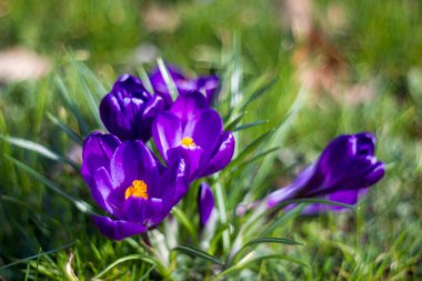 Crocus çiçekleri - doğal bokeh ile ilkbahar çiçeklerinden biri