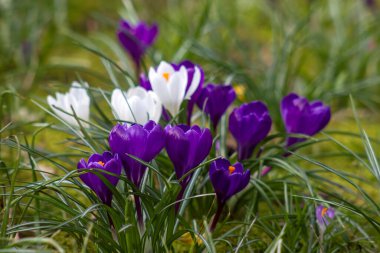 crocus flowers in the garden -  spring flowers - soft focus