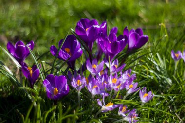 Crocus çiçekleri - doğal bokeh ile ilkbahar çiçeklerinden biri