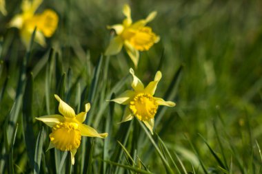 Nergis, Narcissus sahte, sarı narsisli çiçekler bir parkta, bahar zamanı.