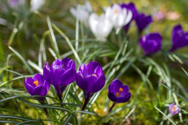 crocus flowers in the garden -  spring flowers - soft focus