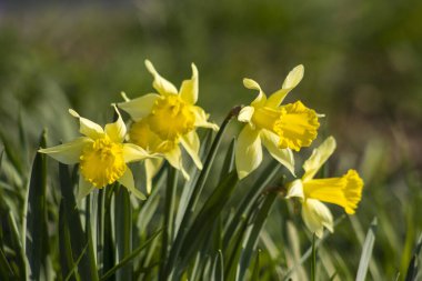 Nergis, Narcissus sahte, sarı narsisli çiçekler bir parkta, bahar zamanı.