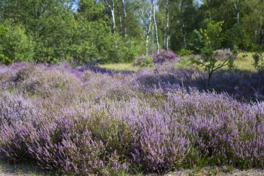 Hollanda 'daki Maasduinen Ulusal Parkı' nda Heathland